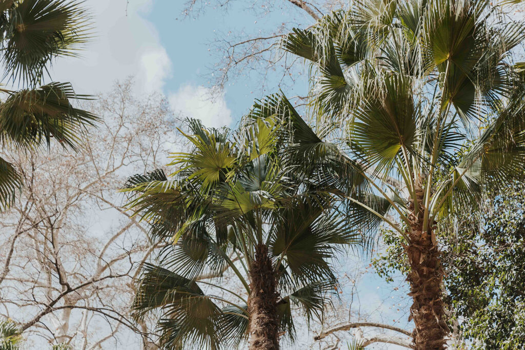 beautiful palm trees in mexico