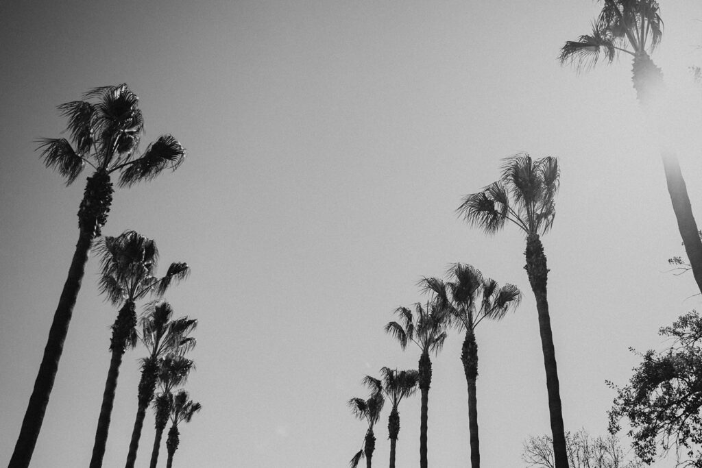 palm trees in hawaii