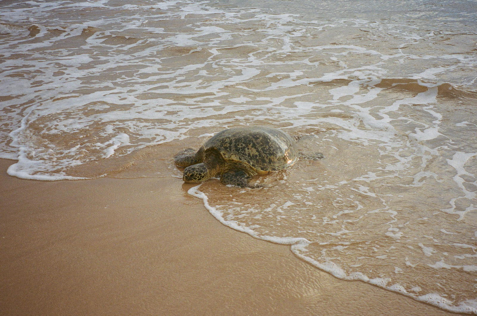 Why a Maui Elopement Might Be the Most Romantic Thing You'll Ever Do